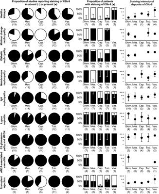 Deposition of the Membrane Attack Complex in Healthy and Diseased Human Kidneys